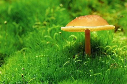 神女老婆，却在背地承欢作乐：在线阅读傅雅完本在线小说免费阅读