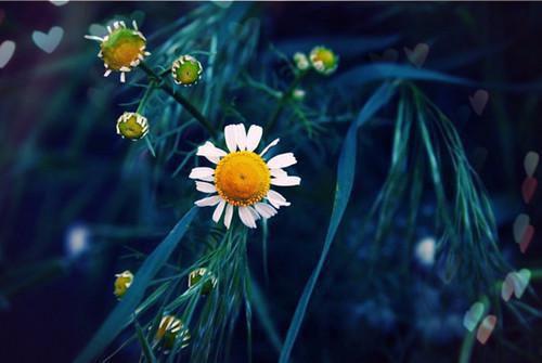 饲养那只病态小狗江星遥江星完结版全章节阅读